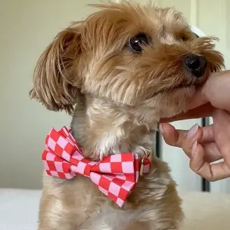 Checker Pink Dappertie – Sleek Slide-On Bowtie – Sniff & Bark dog accessory