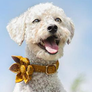 Amber Suns Signature Band™ + Slide-On Bloomtie™