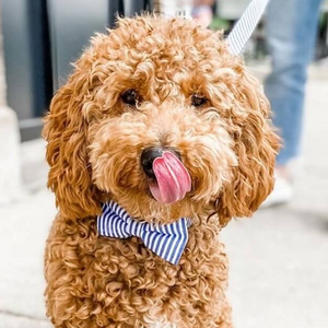 Blue Stripes Signature Band™ + Slide-On Dappertie™