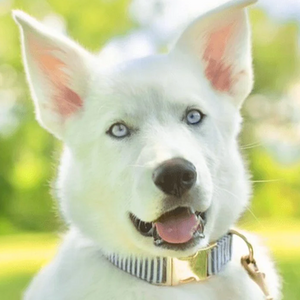 Blue Stripes Signature Band™ - Crafted Collar