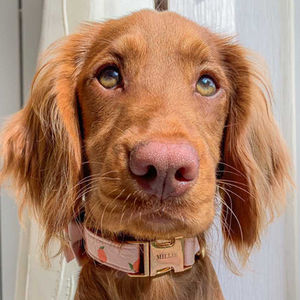 Peach Blush Signature Band™ - Crafted Collar