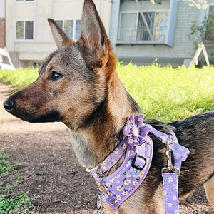 Purple Daisy Joyline™ Leash – 100 % Cotton Shell