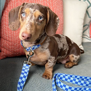 Checker Blue Joyline™ Leash – 100 % Cotton Shell