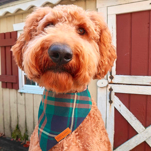 Gentleman Flairtie™ Bandana – 100% Cotton