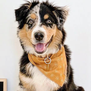 Amber Suns Flairtie™ Bandana – 100% Cotton