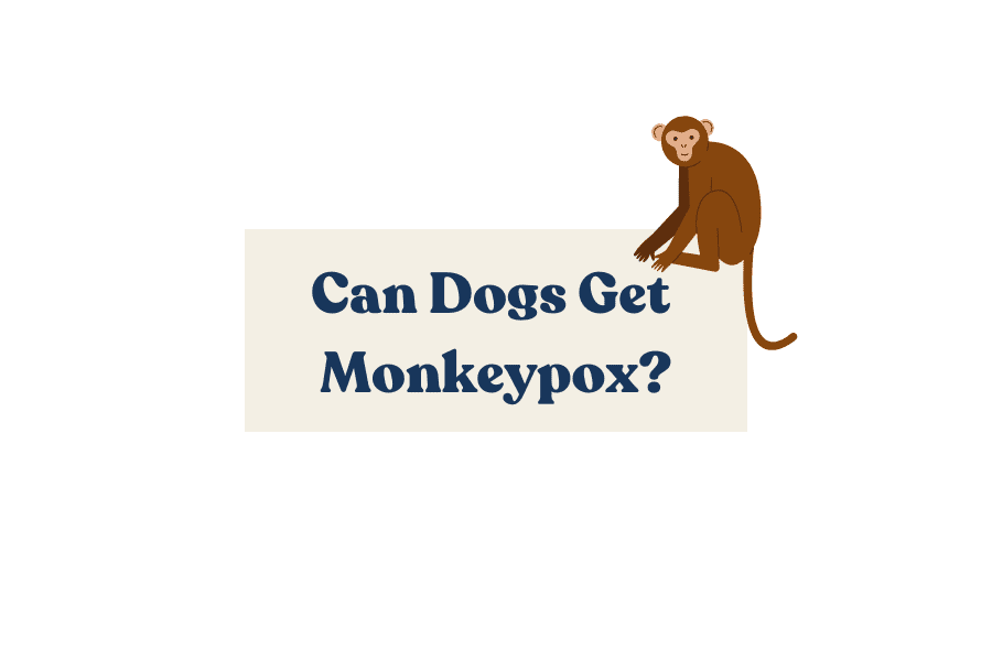 Can Dogs Get Monkeypox?