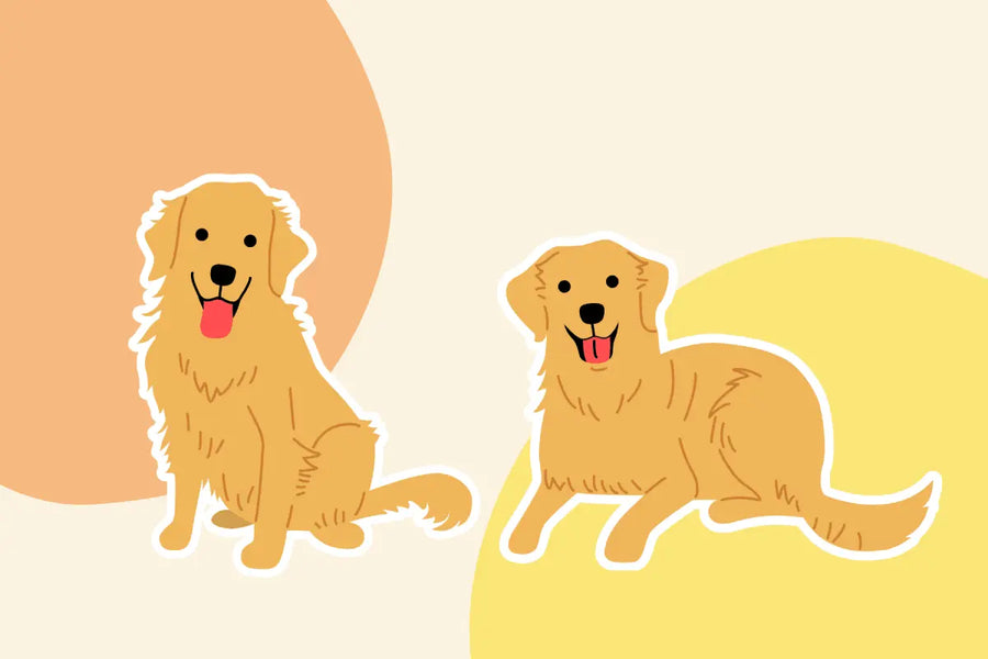 5 Fun Facts About Golden Retrievers