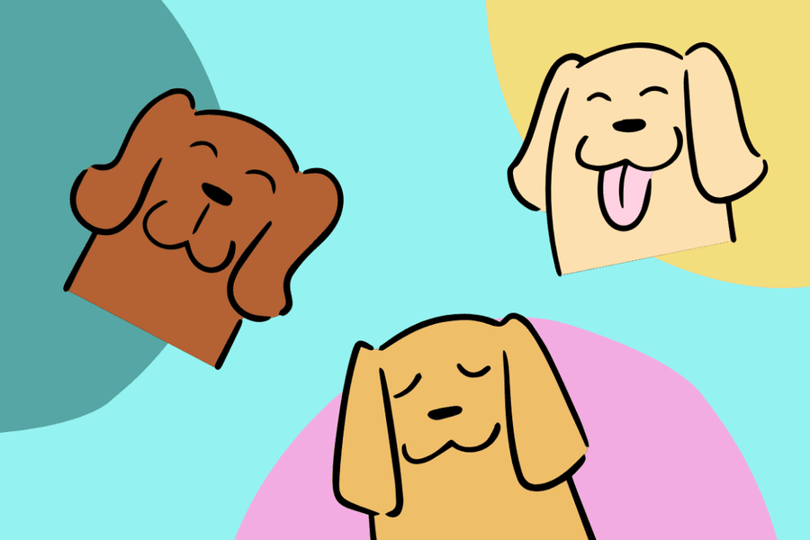 Mutt Matters: All About Mixed Breeds and Why We Love Them