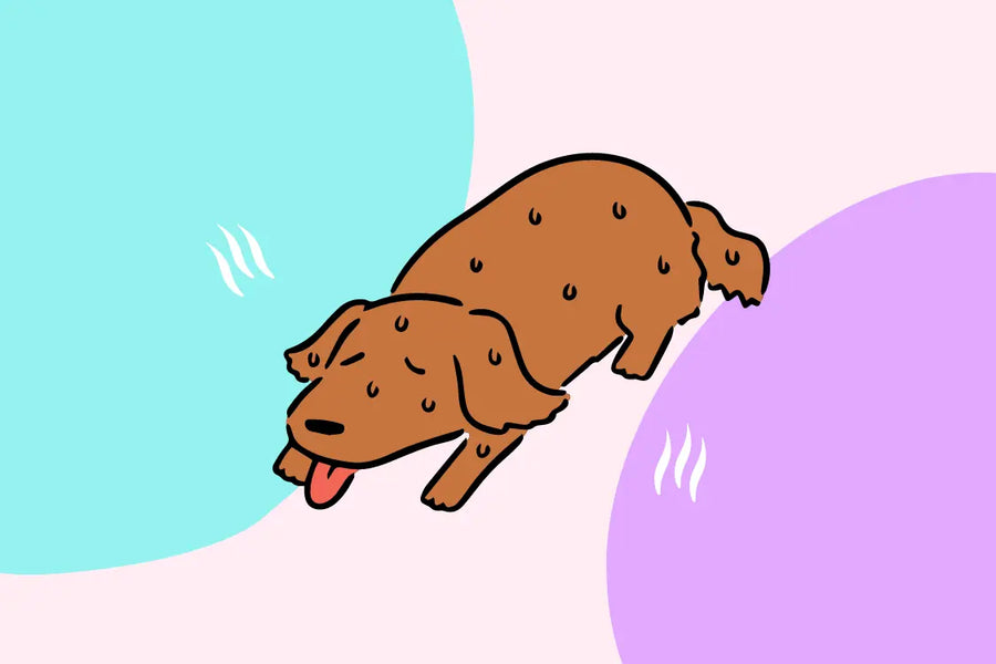 7 Ways to Keep Your Dog Safe From Heatstrokes
