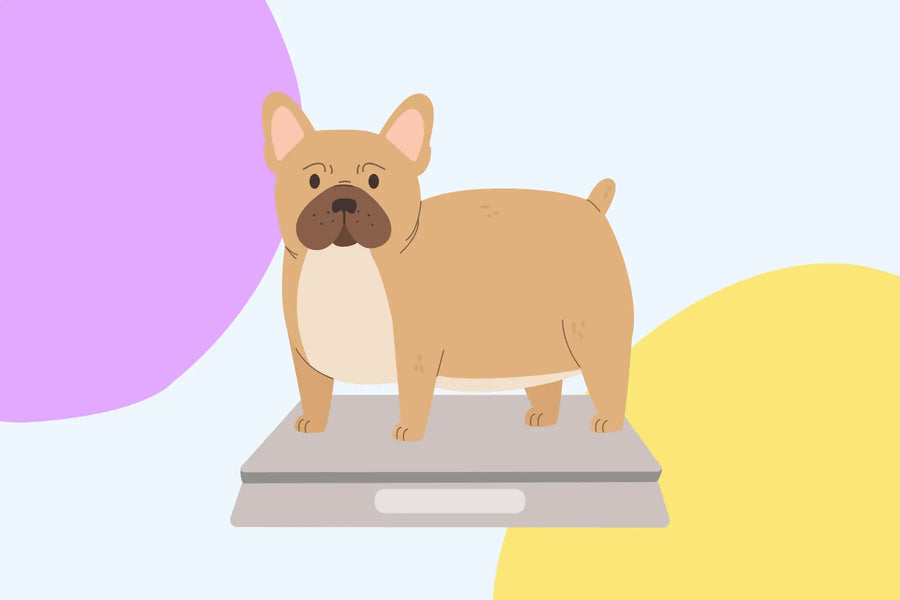 Is Your Dog at a Healthy Weight? The 10-Second Test Every Pup Parent Should Know