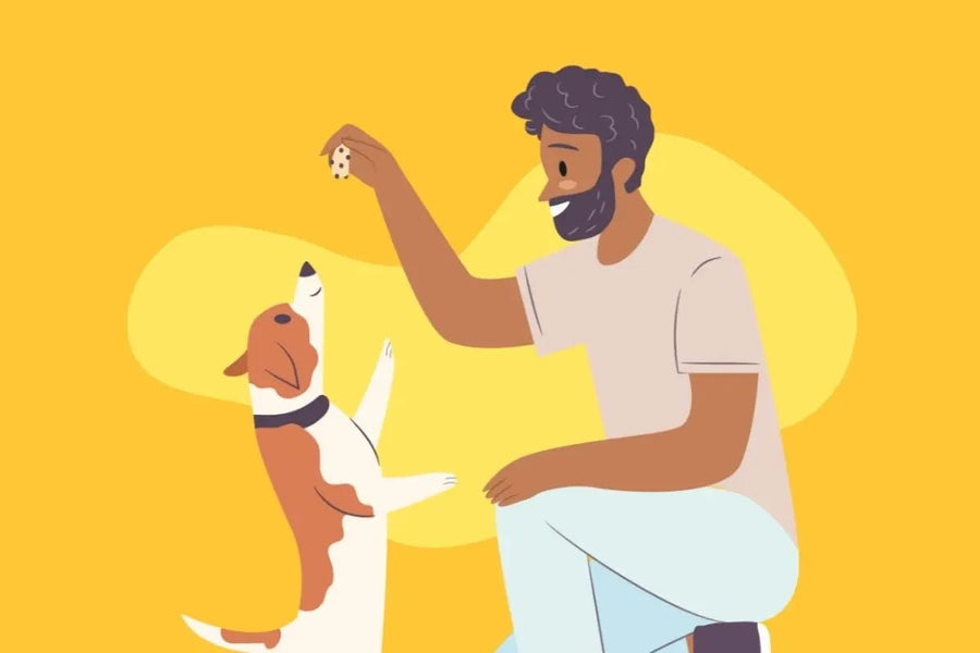 From “Good Dog” to “Great Dog!”: Why You Should Seriously Consider Training Your Pet
