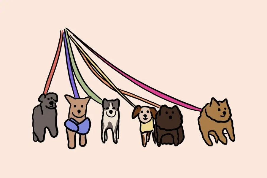Pet Boarding or Pet Sitting: Which Is Right for You?