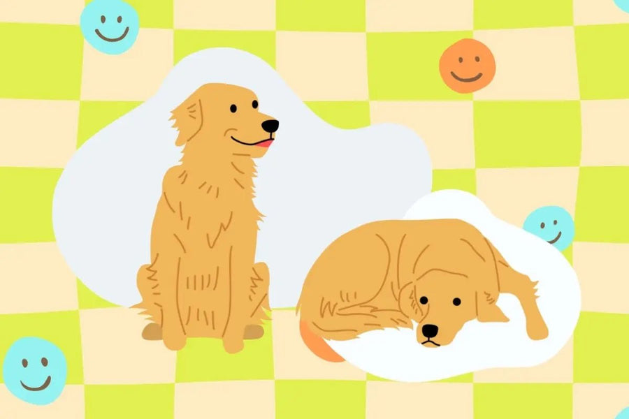 Oddball Facts About the Playful Golden Retriever