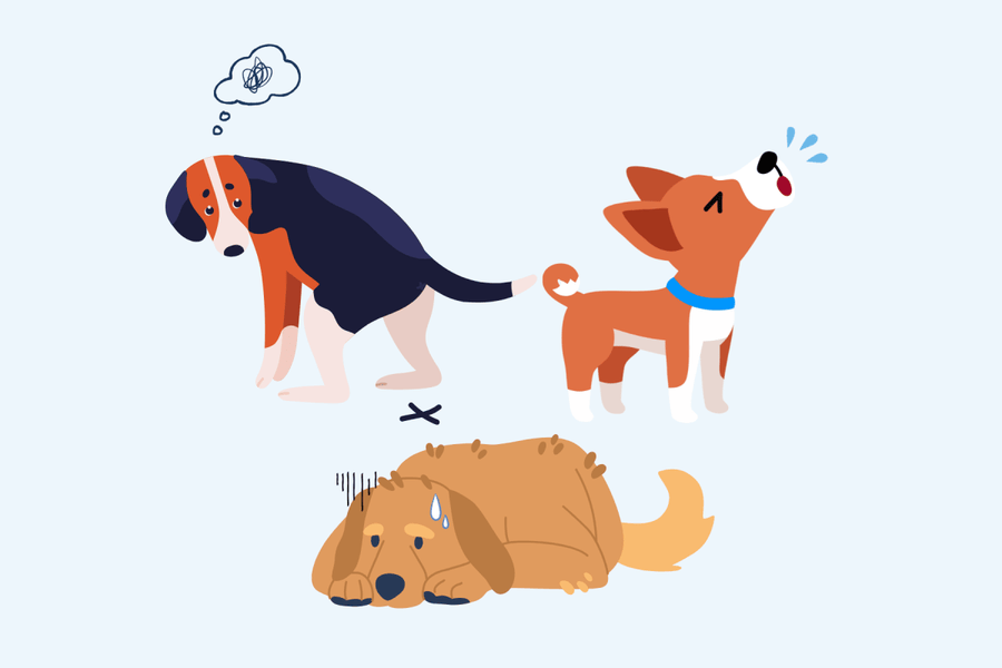 5 Hidden Anxiety Triggers in Dogs