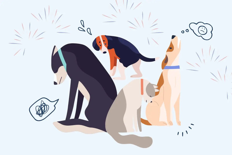 Firework Safety for Dogs: How to Keep Your Pup Calm & Secure This Summer