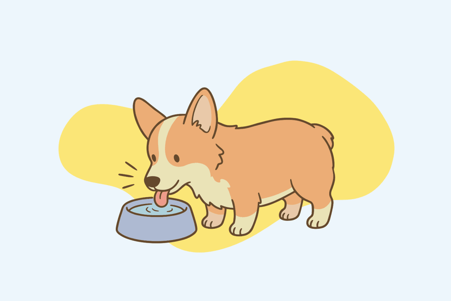 How Much Water Is Actually Too Much for Your Dog?