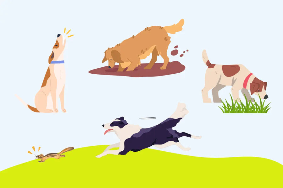 How Our Dogs Still Carry Their Wild Instincts