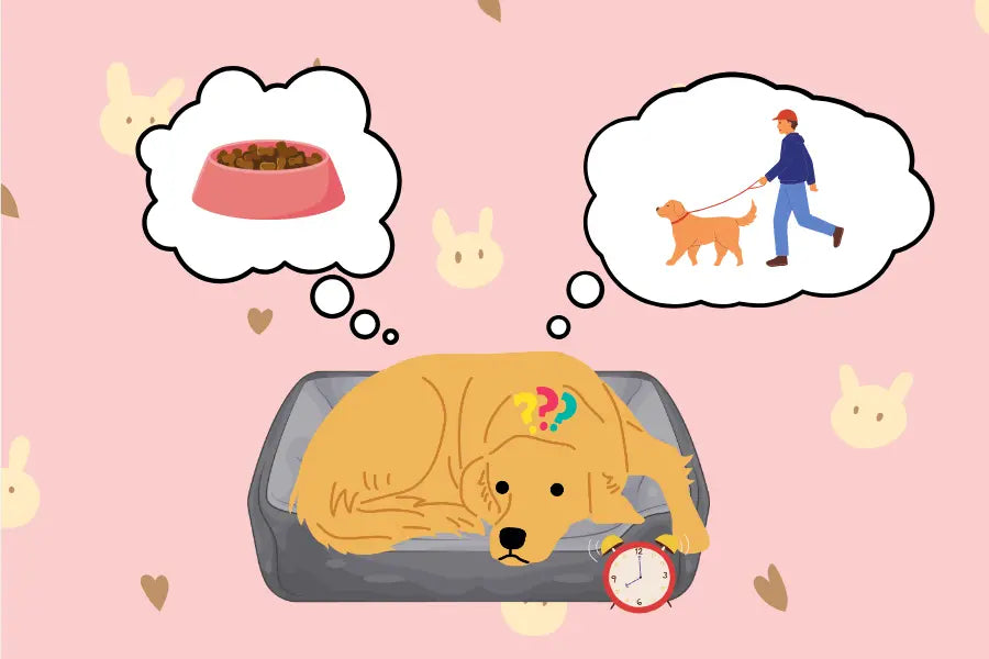 How to Help Your Dog Adjust to the End of Daylight Saving Time
