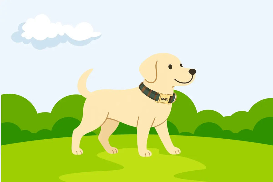 More Than Just Cute: Why Engraved Collars Are a Must