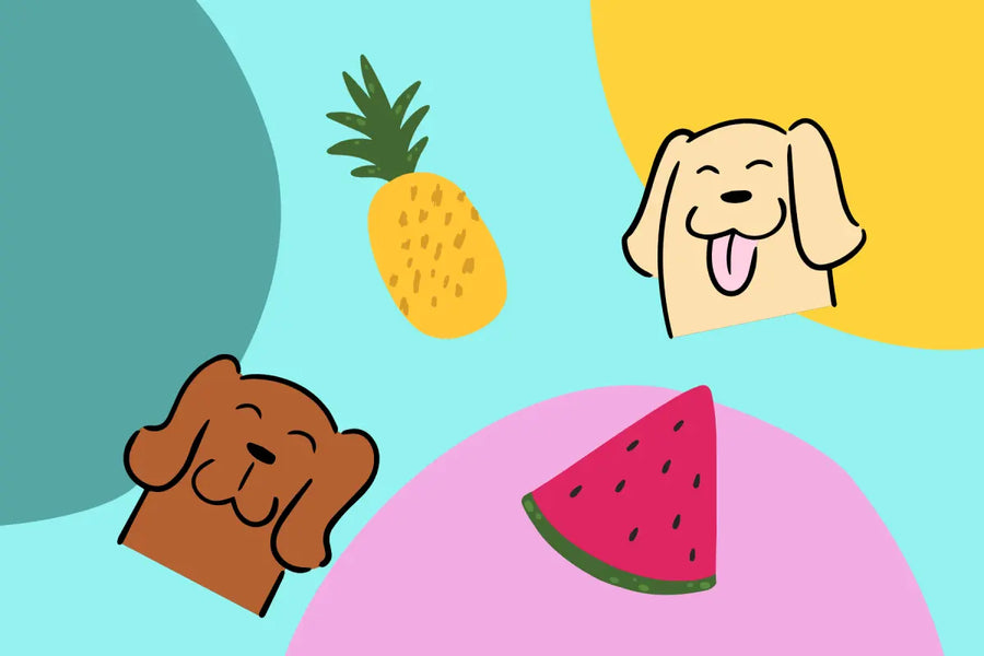 What Summer Fruits Can My Dog Eat? A Guide for Pet Parents