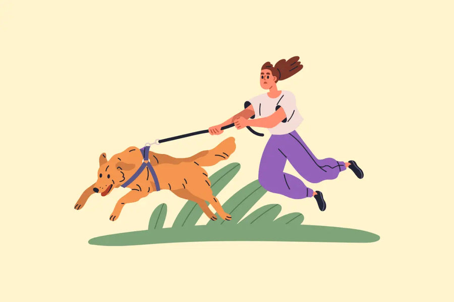 Why Dogs Pull on Walks (And How to Gently Help Them Stop)