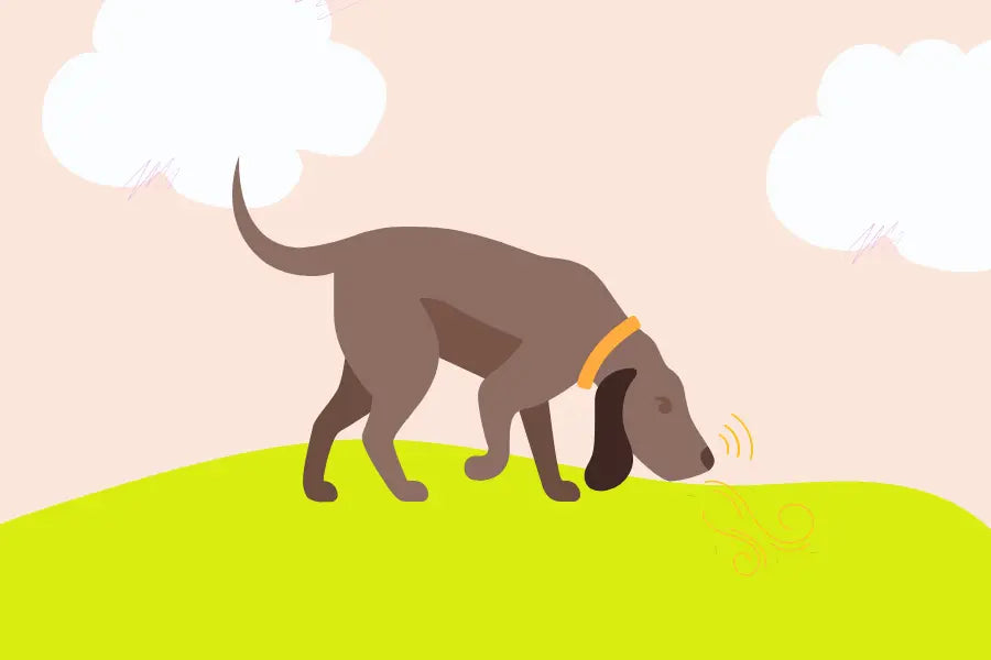 Why Dogs Sniff: Experiencing the World One Scent at a Time