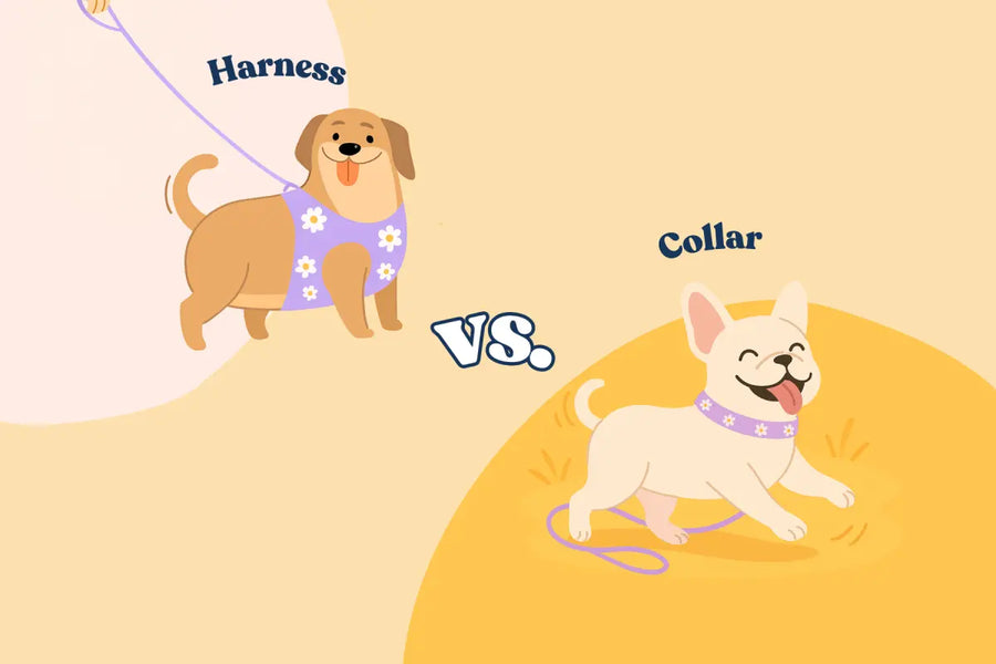Harness vs. Collar: Which is better for pulling, safety, and training?