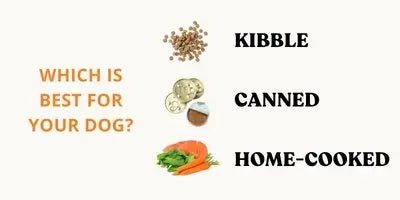 Kibble vs. Canned vs. Home-cooked Food: Which Is Best? - Sniff & Bark 
