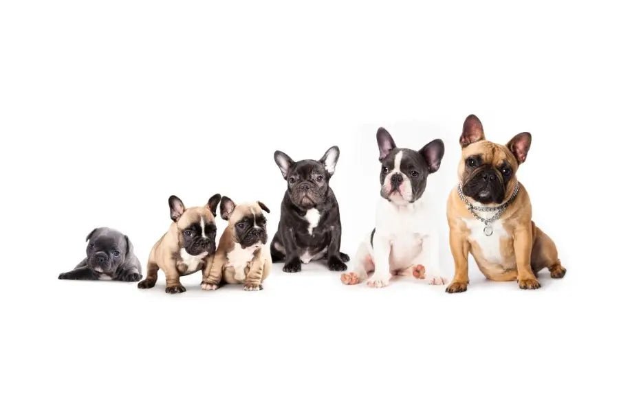 Oddball Facts About the Uniquely Beautiful Bulldog - Sniff & Bark 