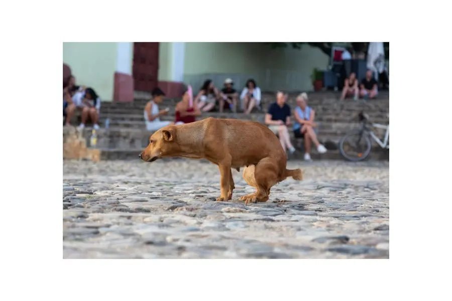 Oops, You Did It Again: How To Potty Train Your Dog - Sniff & Bark 