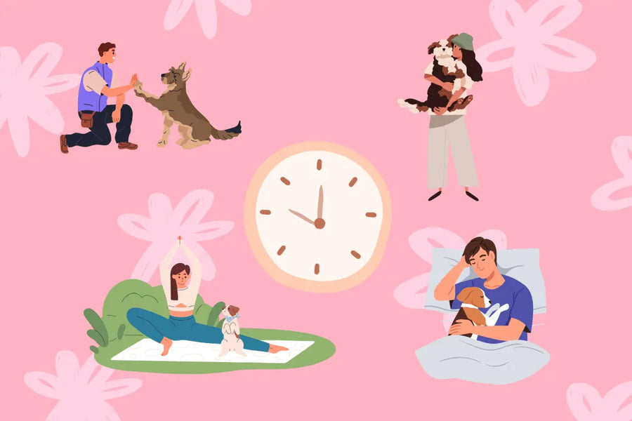 The Power of Routines: How Dogs Feel Safe