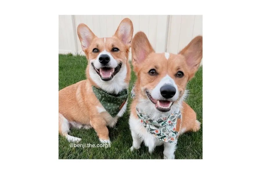 Ultimate Guide for a Stress-free and Happy Holiday With Your Dog - Sniff & Bark