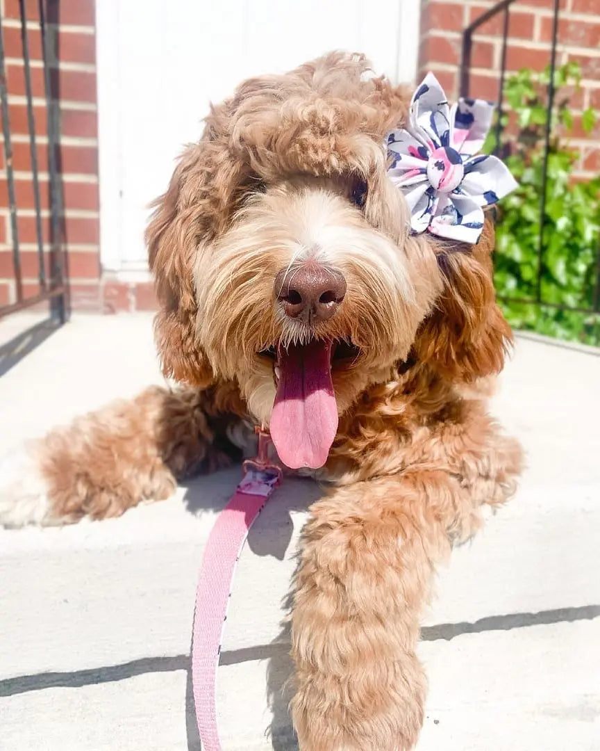 lily flower dog collar Sniff & Bark Ink Ivy Bloom Signature Band + Slide-On Bloomtie + Joyline Cute & Safe Dog Flower Bowtie Collars and Leads. Strong & Adorable Matchin