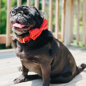 Red Polka Dot Signature Band™ + Slide-On Dappertie™