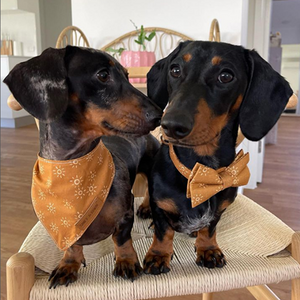 Amber Suns Signature Band™ + Slide-On Dappertie™