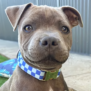 Checker Blue Signature Band™ - Crafted Collar