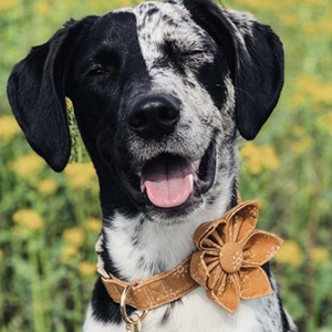 Amber Suns Joyline™ Leash – 100 % Cotton Shell