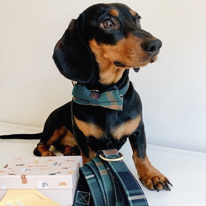 Gentleman Joyline™ Leash – 100 % Cotton Shell