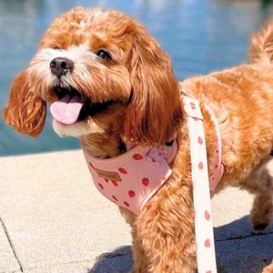 Rosie Strawberry Joyline™ Leash – 100 % Cotton Shell