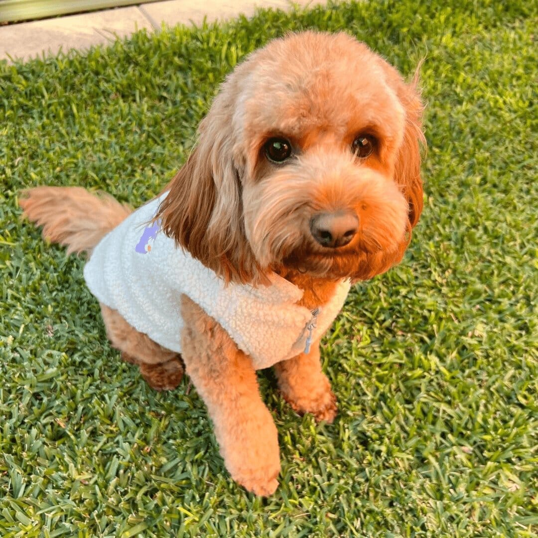 Purple Daisy Reversible Cozy Fleece Vest™ Cozy Fleece Sniff & Bark™ 