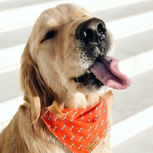 Coral Fetch Flairtie™ Bandana – 100% Cotton