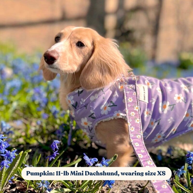 Purple Daisy Reversible Cozy Fleece Vest™ Cozy Fleece Sniff & Bark™ 