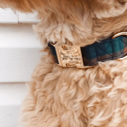 Gentleman Joyline™ Leash – 100 % Cotton Shell Leash Sniff & Bark™ 
